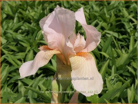 Iris germanica &#39;Constant Wattez&#39;