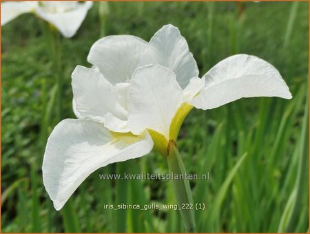 Iris sibirica &#39;Gull&#39;s Wing&#39;