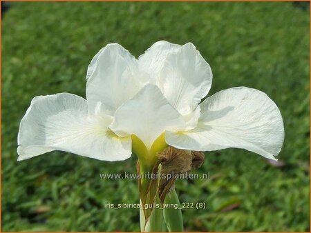 Iris sibirica &#39;Gull&#39;s Wing&#39;