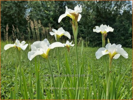 Iris sibirica &#39;Gull&#39;s Wing&#39;