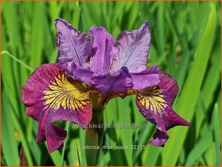 Iris sibirica &#39;Miss Apple&#39;