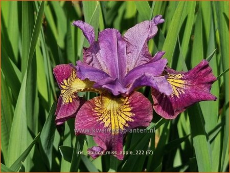 Iris sibirica &#39;Miss Apple&#39;