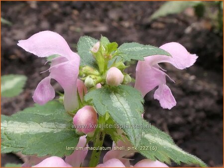 Lamium maculatum &#39;Shell Pink&#39;