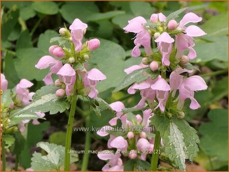Lamium maculatum &#39;Shell Pink&#39;