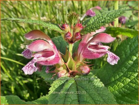 Lamium orvala