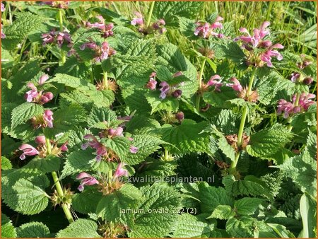 Lamium orvala