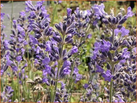 Lavandula angustifolia &#39;Munstead&#39;