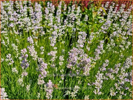 Lavandula angustifolia &#39;Rosea&#39;