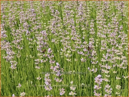 Lavandula angustifolia &#39;Rosea&#39;