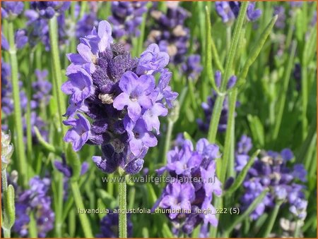 Lavandula angustifolia &#39;Thumbelina Leigh&#39;