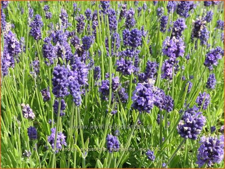 Lavandula angustifolia &#39;Thumbelina Leigh&#39;