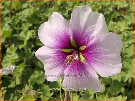 Lavatera maritima