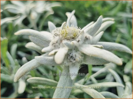 Leontopodium alpinum &#39;Blossom of Snow&#39;