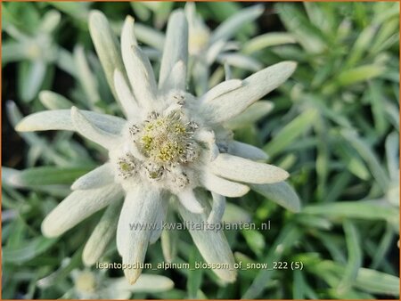 Leontopodium alpinum &#39;Blossom of Snow&#39;