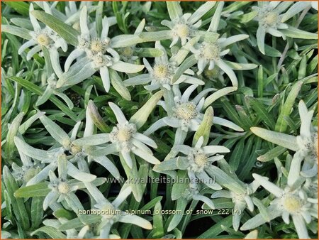 Leontopodium alpinum &#39;Blossom of Snow&#39;