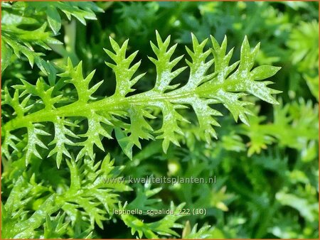 Leptinella squalida