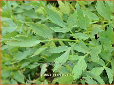 Levisticum officinale