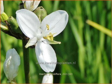 Libertia grandiflora
