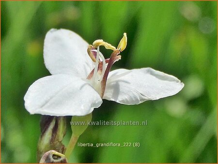 Libertia grandiflora