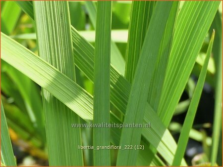 Libertia grandiflora