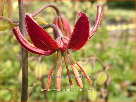 Lilium martagon &#39;Claude Shride&#39; (pot 11 cm)