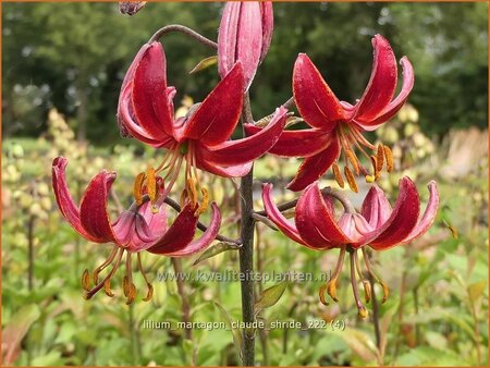 Lilium martagon &#39;Claude Shride&#39; (pot 11 cm)