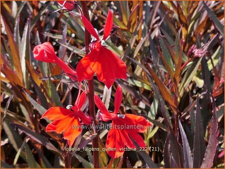 Lobelia fulgens &#39;Queen Victoria&#39;