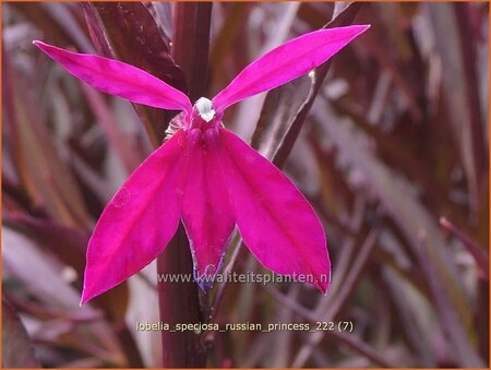 Lobelia speciosa 'Russian Princess'