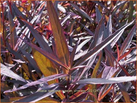 Lobelia speciosa 'Russian Princess'