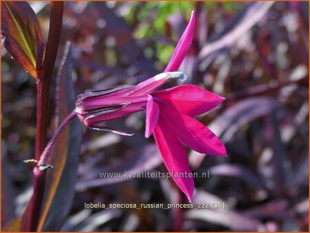 Lobelia speciosa 'Russian Princess'
