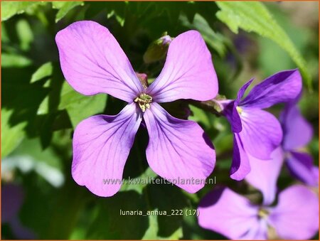 Lunaria annua