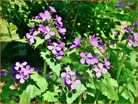 Lunaria annua