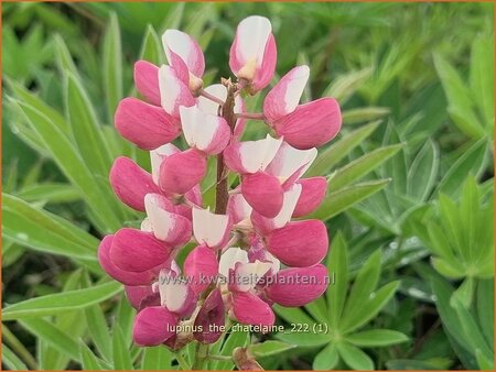 Lupinus &#39;The Chatelaine&#39;