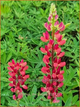 Lupinus 'The Pages'