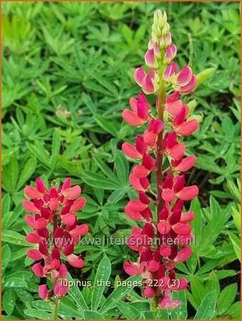 Lupinus &#39;The Pages&#39;