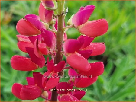 Lupinus &#39;The Pages&#39;