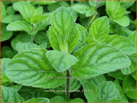 Mentha spicata &#39;Lavendel&#39;