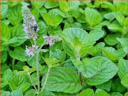 Mentha spicata &#39;Lavendel&#39;