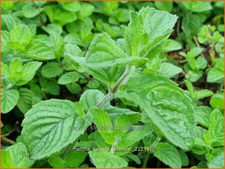 Mentha spicata &#39;Lavendel&#39;