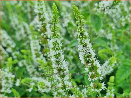 Mentha spicata 'Maroccan'