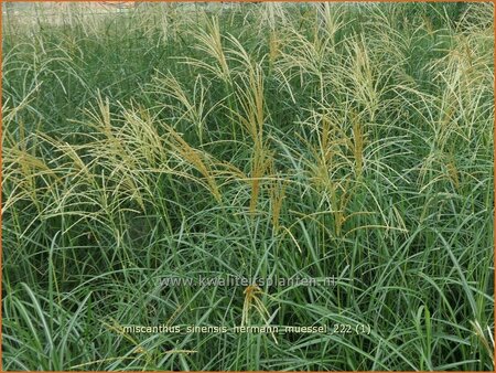 Miscanthus sinensis &#39;Hermann Müssel&#39; (pot 11 cm)