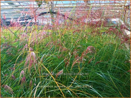 Miscanthus sinensis &#39;Roter Pfeil&#39; (pot 11 cm)