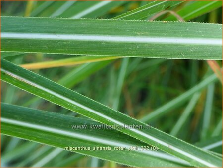 Miscanthus sinensis &#39;Roter Pfeil&#39; (pot 11 cm)