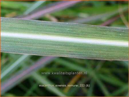 Miscanthus sinensis &#39;Samurai&#39; (pot 11 cm)