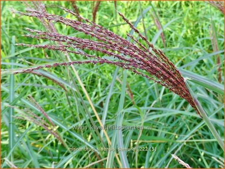 Miscanthus sinensis &#39;Samurai&#39; (pot 11 cm)