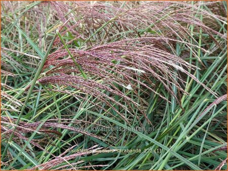 Miscanthus sinensis &#39;Sarabande&#39;