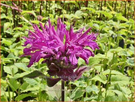 Monarda &#39;Bee-Pure&#39;