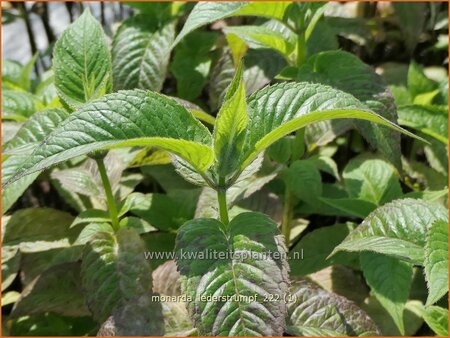 Monarda &#39;Lederstrumpf&#39;