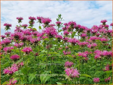 Monarda &#39;Marshall&#39;s Delight&#39;