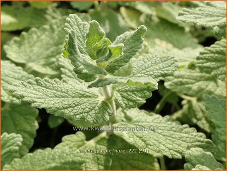 Nepeta &#39;Purple Haze&#39;